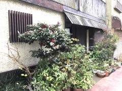 野風
