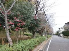 二俣川ニュータウン緑地