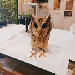 フクロウカフェ　ｏｗｌ－ｄｅ－ｂａｓｅ