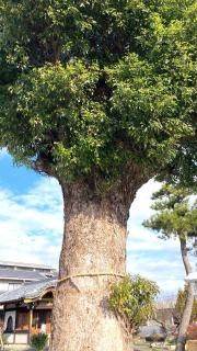 乙津寺（梅寺・鏡島弘法）