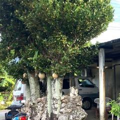 照島荘