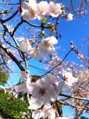 伊豆高原桜並木