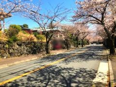 伊豆高原桜並木