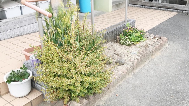 うぐいす