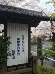 了玄の桜トンネル
