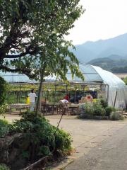 上野愛果園