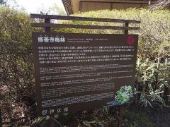 修善寺梅林