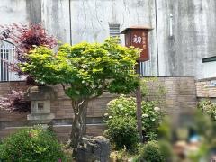 初音