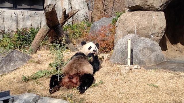 2025年訪問！日本の動物園と水族館おすすめ巡り ワシ フクロウ ぬいぐるみ 上野動物園 多摩動物公園 まとめ売り