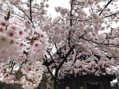円鏡寺