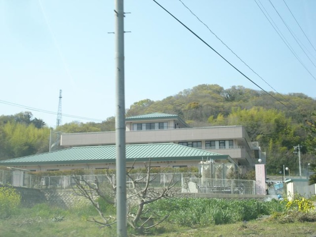 シラユリ