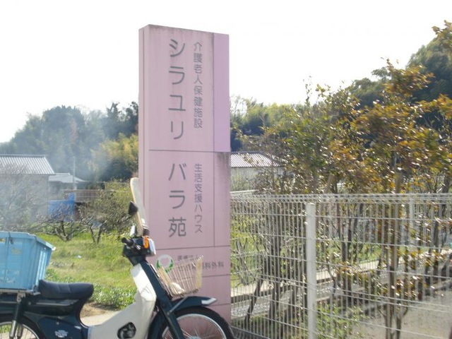 シラユリ