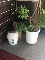 やまぼうし