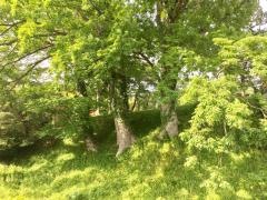 鹿ケ城公園