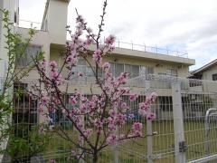 はるか保育園