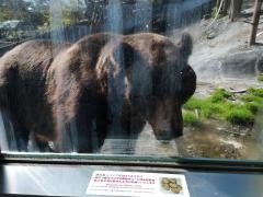 のぼりべつクマ牧場ヒグマ博物館