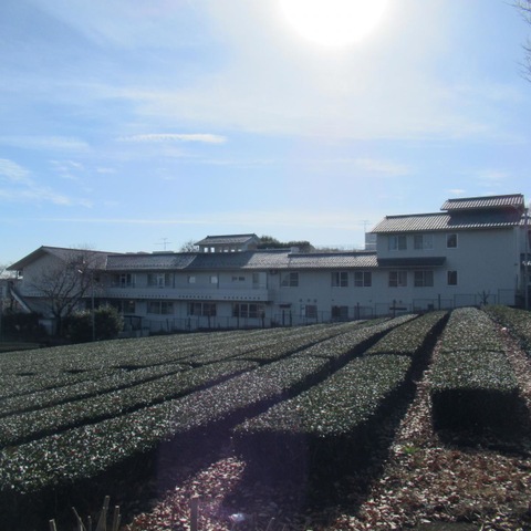 杏樹苑