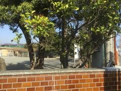 桜井小学校