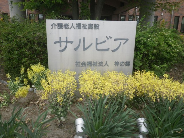 サルビア