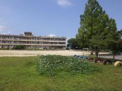 佐倉小学校
