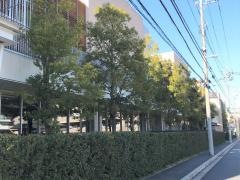 中央大学付属横浜中学校