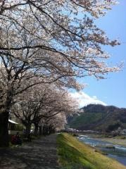 青野川千本桜