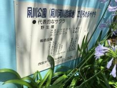 夙川河川敷緑地
