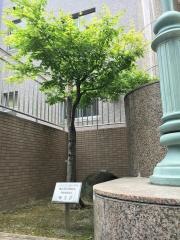 大阪市立天満中学校