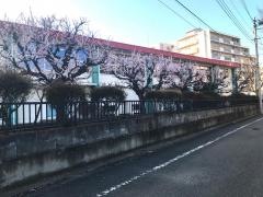 西東京市立柳沢中学校