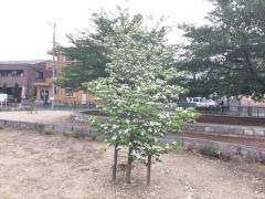 籠原中央公園