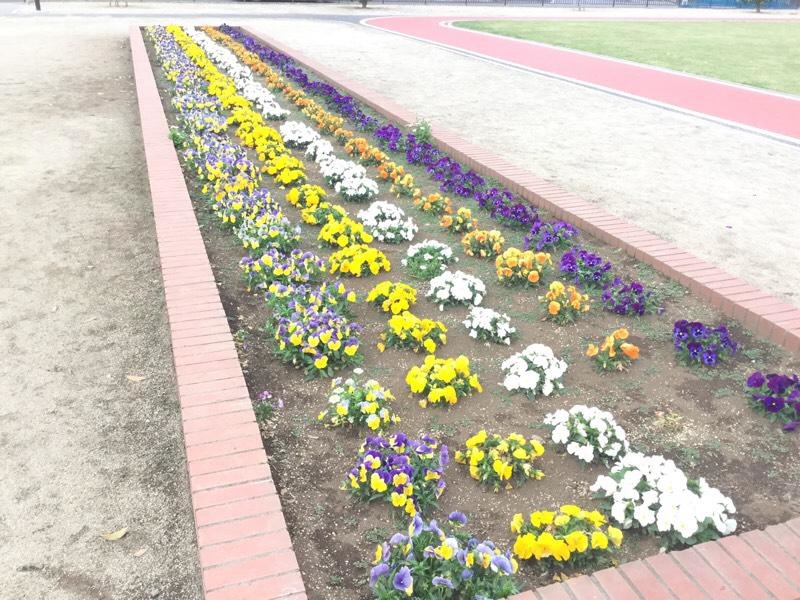 綺麗な花壇♪