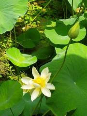 北山緑化植物園