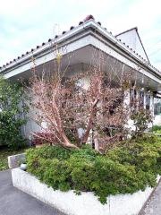 吉野