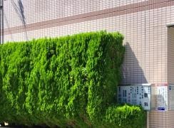 中村眼科