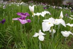 新谷菖蒲園