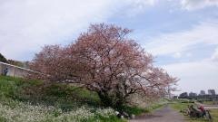 多摩川丸子橋緑地