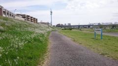 多摩川丸子橋緑地