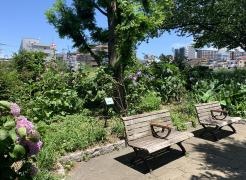亀戸九丁目緑道公園
