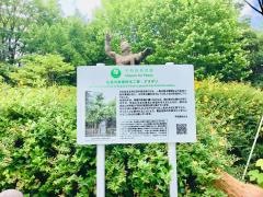 仙川公園