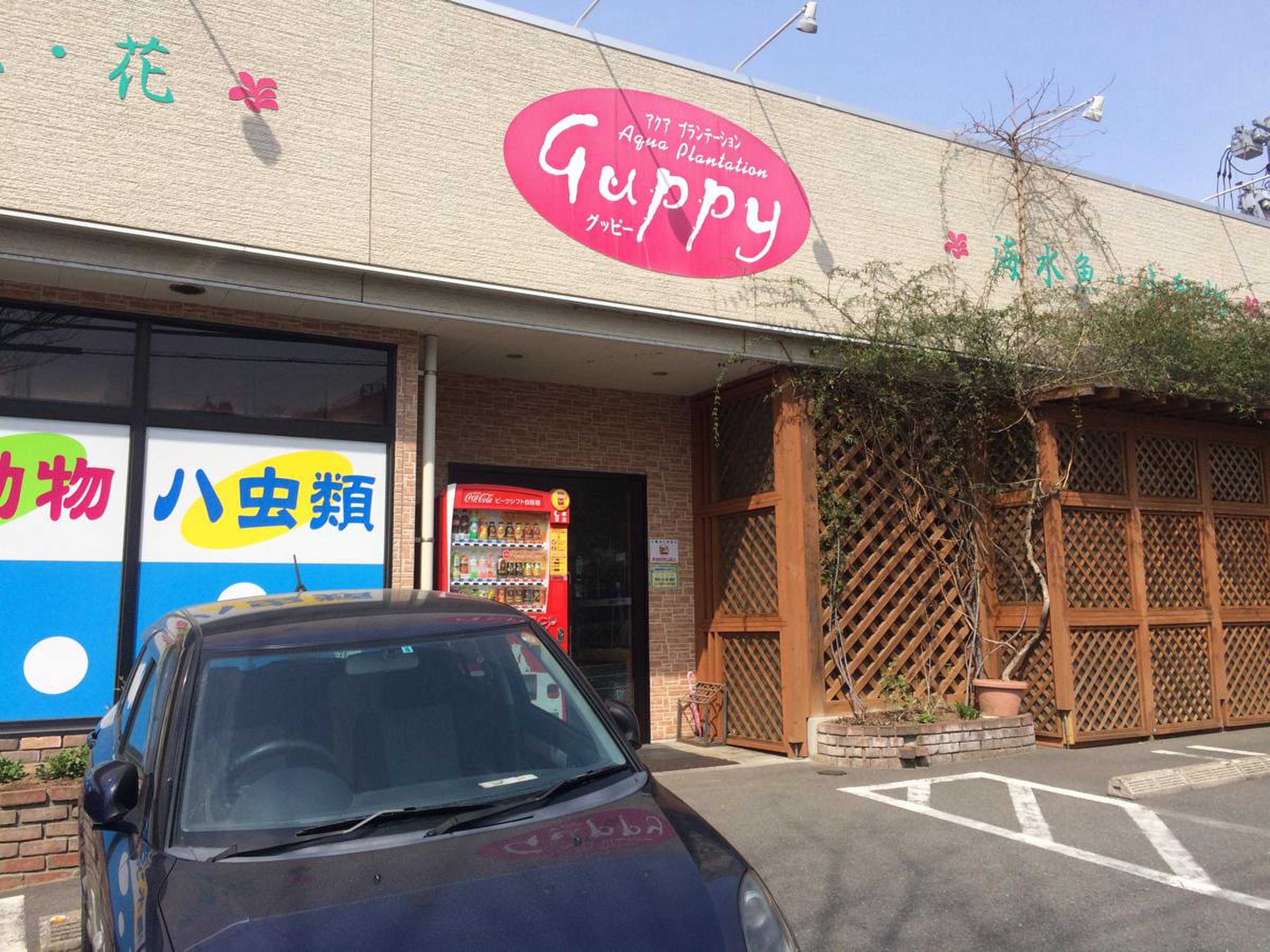 アクア プランテーション グッピー