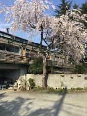 やまぼうし