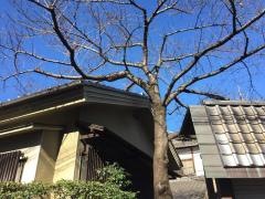 尾花