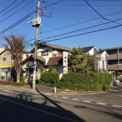若竹