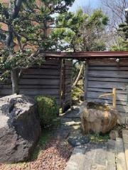 山人昔桜
