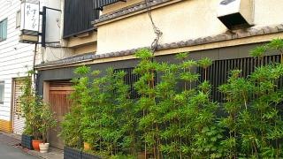 すみ多