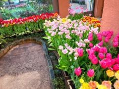 となみチューリップフェア