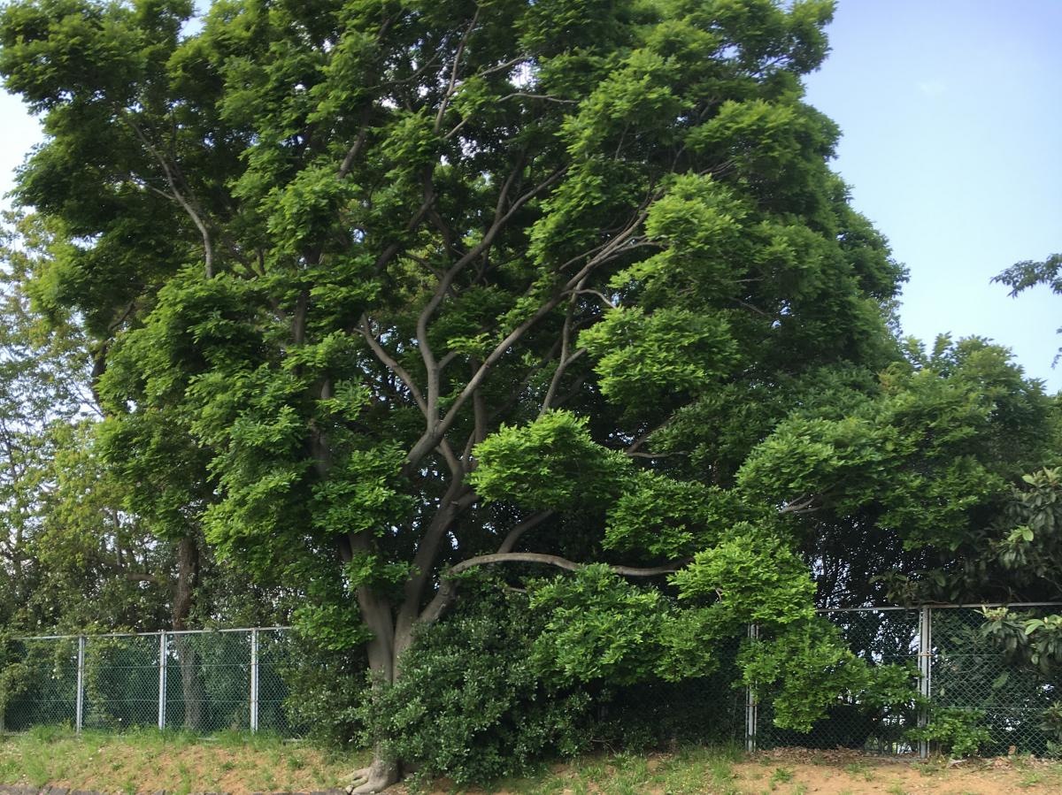 大浜北公園