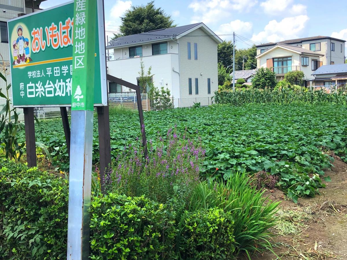 おいもばたけ