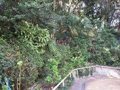 第21号桜坂緑地