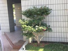 ふく岡